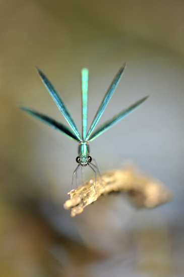 Patrick MAREK / PERCEPCE