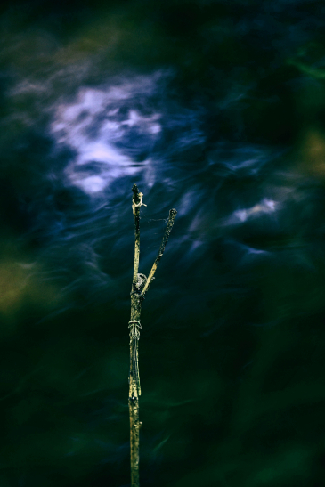 Patrick MAREK / PERCEPCE