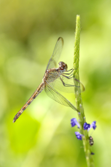 Patrick MAREK / PERCEPCE