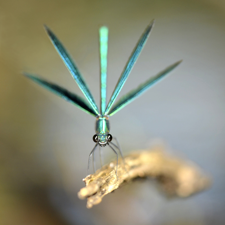 Patrick MAREK / PERCEPCE